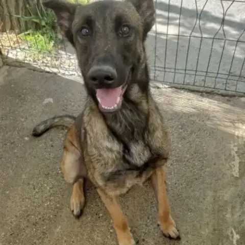 Chien Bledine À L Adoption