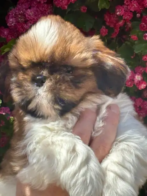 Shih Tzu  Barbouille De La Baronnerie Des Cuillerdier 6e1d5 photo 2