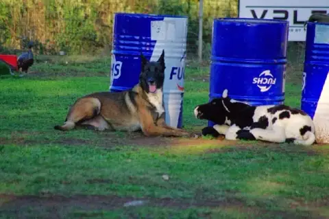 Berger Belge  Chiot 7 Du Gardien Des Esterelles photo 2