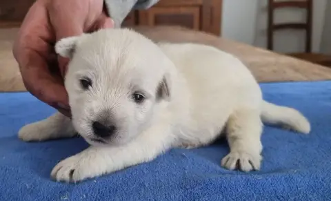West Highland White Terrier  Chiot N°1 Des Hirondelle 19877