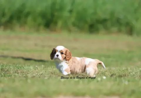 Cavalier King Charles Spaniel  Brooklyn De La Bergeri 43edf photo 2
