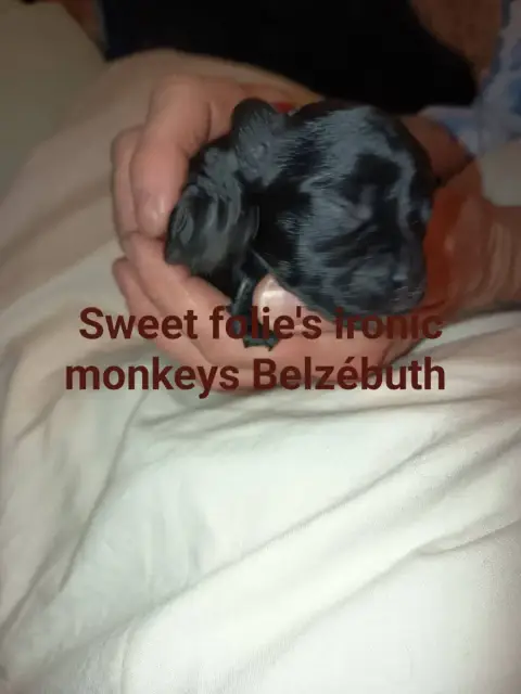 Affenpinscher  Belzébuth Sweet Folie'S Ironic Monkeys 60947