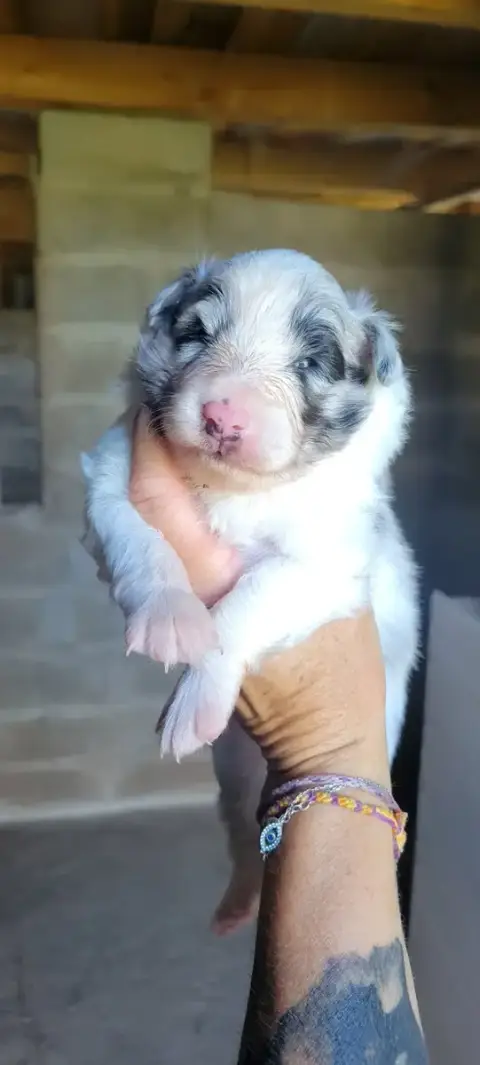 Shetland Sheepdog  B..... Des Molosses De Timoulys