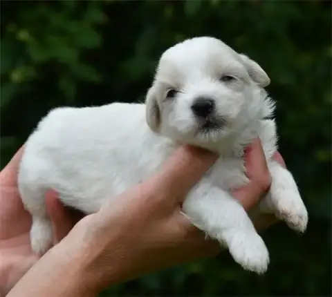 Coton De Tulear  Chiot N°3 De Dame Nature