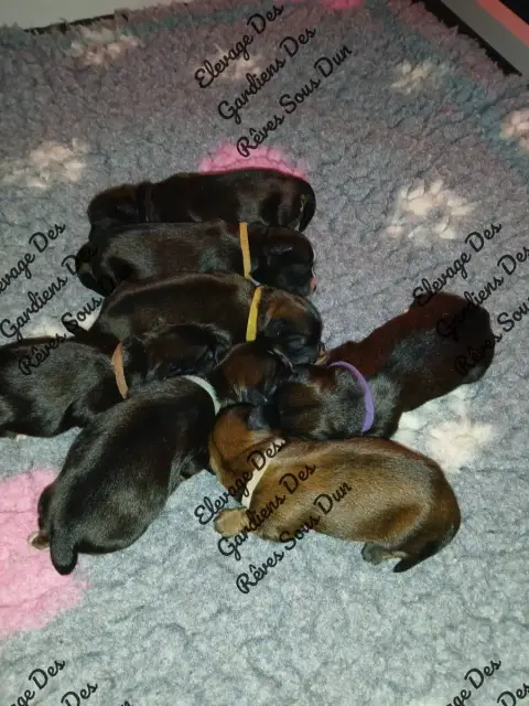 Lhassa Apso  Bb Des Gardiens Des Reves Sous Dun