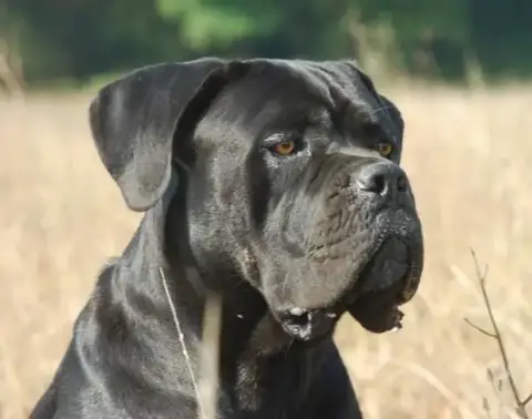 Cane Corso  Chiot 8 From Russians Traditions photo 3