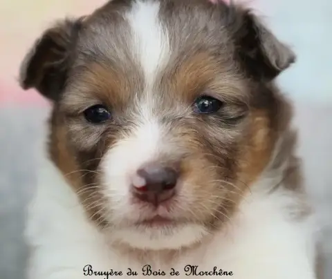 Shetland Sheepdog  Bruyère Du Bois De Morchène photo 3