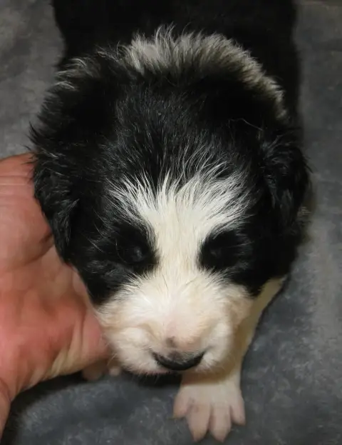 Border Collie  Chiot N°3 De La Vallee Du Douro photo 3