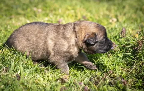 Berger Belge  Buffo De La Vallée De Beauregard