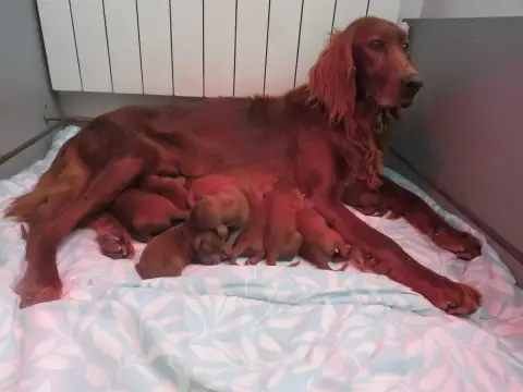 Setter Irlandais Rouge  Chiot 3 Des Bords Du Clain