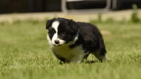 Border Collie  Chiot N°5 Des Collines De Sagne photo 3