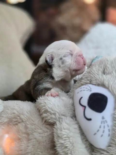 Bulldog Anglais  Chiot N°7 Des Éclats De Cassiopée photo 3