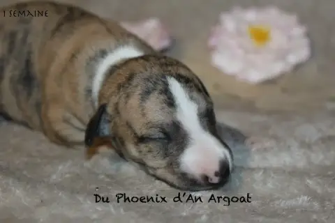 Whippet  Balini Du Phoenix D'An Argoat photo 3