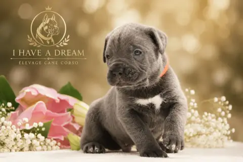 Cane Corso 
                        Collier Orange I  3aa9a