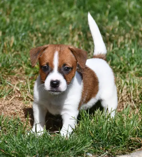 Jack Russell Terrier