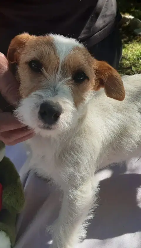 Jack Russell Terrier  Atiti Des Mysteres Au Coeur Ten f05a7