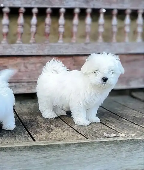 Adopter Bichon Maltais  Bomi Sombre Romance