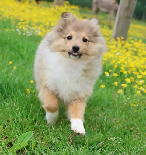 Shetland Sheepdog  Chiot N°1 Du Royaume De La Petite  db84e