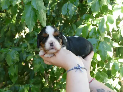 Cavalier King Charles Spaniel  Chiot N°1 Du Temps Des 3c7a8