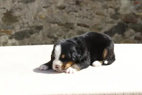 Bouvier Bernois  Chiot 4 De La Vallée De L'Hyrome photo 3