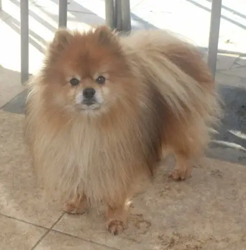 Spitz Allemand photo 2