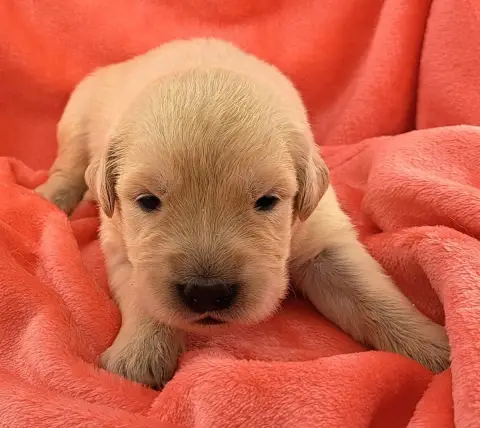 Golden Retriever  Baya (Ruban Violet) Of Mayajoe'S Dr d7328