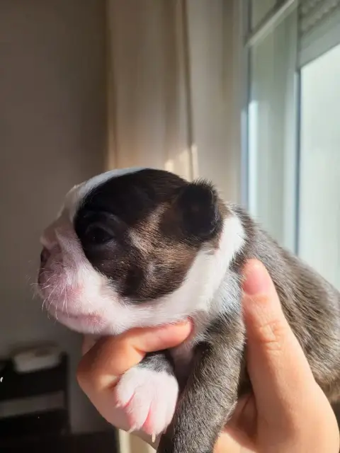 Boston Terrier  Bohème D'Elladu photo 2