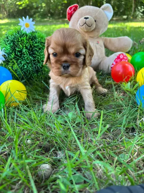 Cavalier King Charles Spaniel  Chiot N°5 Des Grands R 7ab8d