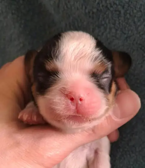 Cavalier King Charles Spaniel  Chiot N°3 De L'Elite D 49745