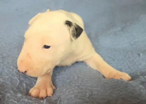 Bull Terrier  Chiot 2 By The Wall photo 3