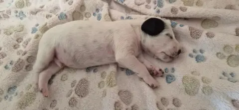 Dalmatien  Chiot N°1 Des Marais D'Orjoury