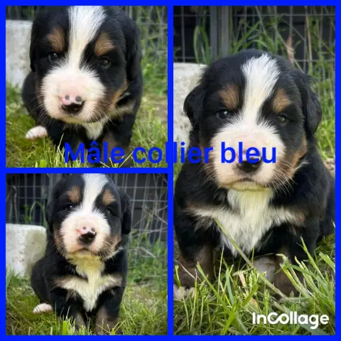 Bouvier Bernois  Chiot 3 De L'Horizon Des Costes photo 2