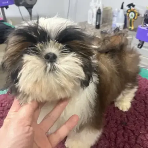 Magnifique Chiots Shih Tzu Lof