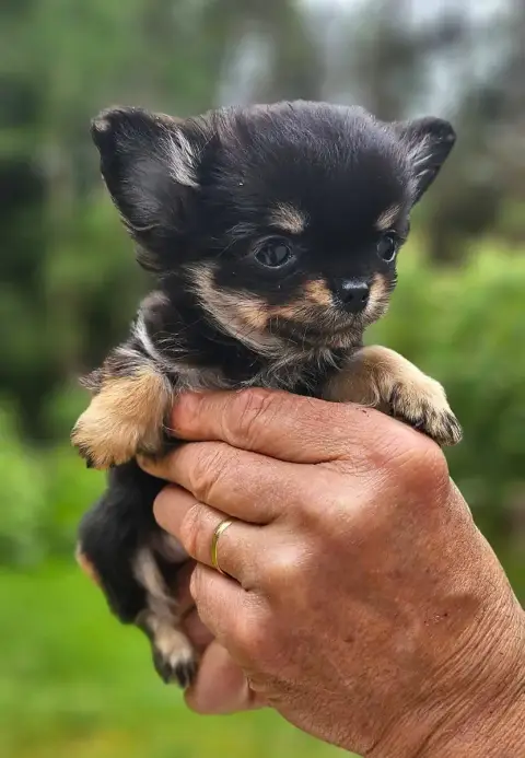 Chihuahua  B2 Of Little By Little photo 2