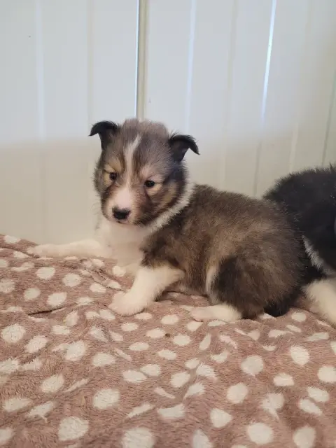 Shetland Sheepdog  Chiot N°1 Des Terres De Bourguenai 71f8c