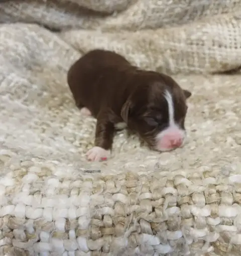 Berger Américain Miniature  Chiot N°3 Du Domaine De L ef7bd