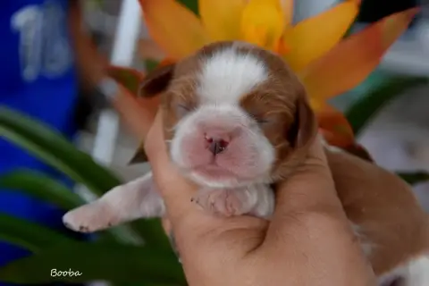 Cavalier King Charles Spaniel  Booba De La Plaine Du  d32e6 photo 3