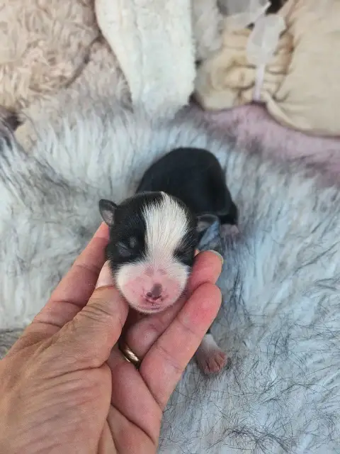Berger Américain Miniature  Chiot N°1 Du Hameau De Se 2492b