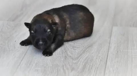 Berger Allemand  Chiot N°9 Au Royaume D'Une Nuit Etoi 6f648 photo 2