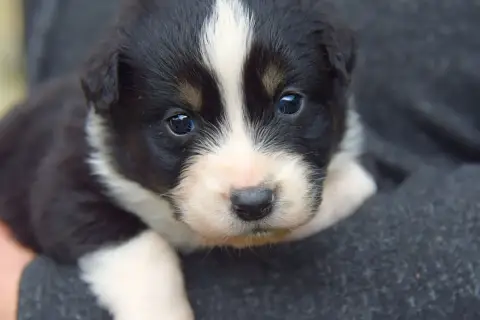 Berger Australien  Bora Red Aussie'Rise
