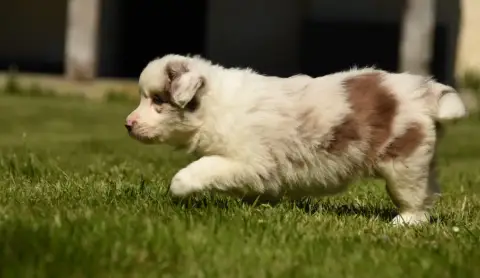 Border Collie  Chiot N°5 Des Collines De Sagne photo 3