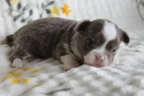 Chihuahua  Chiot N°1 Des Joyaux De La Sambre photo 2