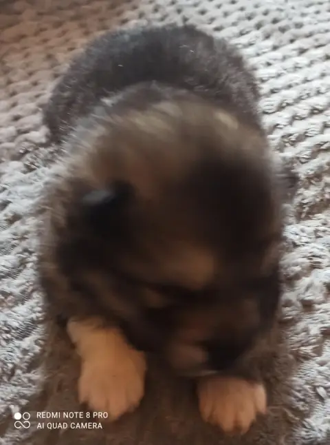 Alaskan Malamute