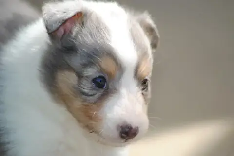 Shetland Sheepdog  Brume - photo 2