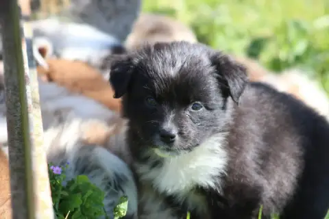 Berger Australien  Brownie White Snow Sheperds photo 3