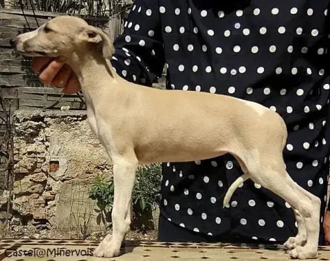 Whippet  Betty Bop Du Castel Minervois