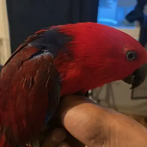 Femelle Eclectus