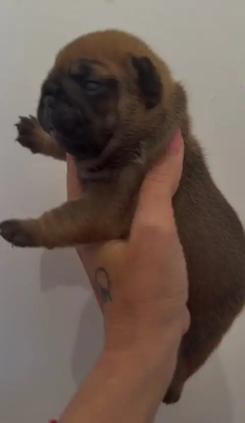 Bouledogue Français  Baloo Du Bois D'Athée photo 2