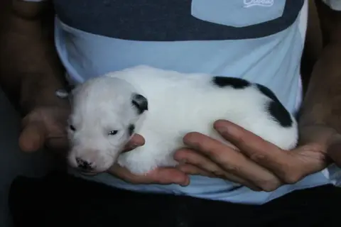Laika De Iakoutie