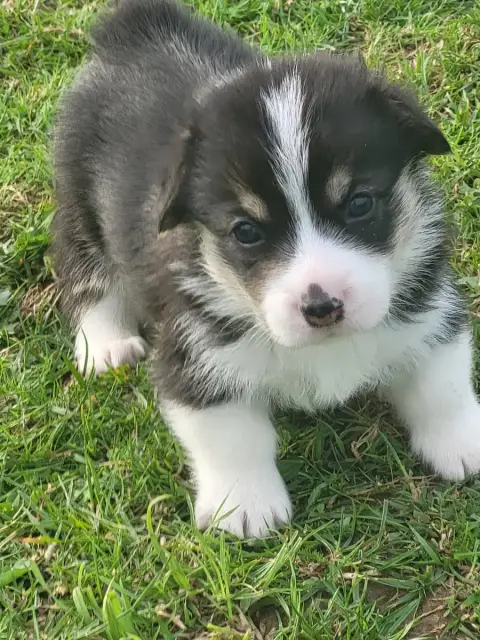 Welsh Corgi Pembroke  Becka